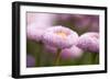 Flowers, Bellis, Pink, Close-Up-Brigitte Protzel-Framed Photographic Print