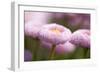 Flowers, Bellis, Pink, Close-Up-Brigitte Protzel-Framed Photographic Print