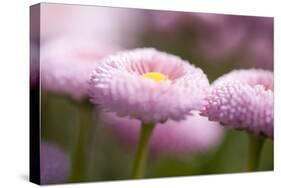 Flowers, Bellis, Pink, Close-Up-Brigitte Protzel-Stretched Canvas