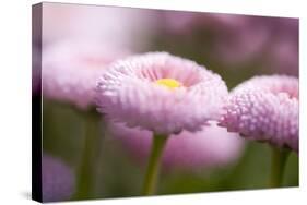 Flowers, Bellis, Pink, Close-Up-Brigitte Protzel-Stretched Canvas