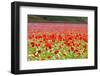 Flowers blooming on plateau Piano Grande, Sibillini National Park, Umbria, Italy, Europe-null-Framed Photographic Print