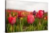 Flowers Fields in Holland with Colorful Tulips-Ivonnewierink-Stretched Canvas