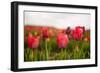 Flowers Fields in Holland with Colorful Tulips-Ivonnewierink-Framed Photographic Print