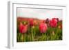 Flowers Fields in Holland with Colorful Tulips-Ivonnewierink-Framed Photographic Print