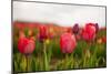 Flowers Fields in Holland with Colorful Tulips-Ivonnewierink-Mounted Photographic Print