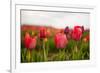 Flowers Fields in Holland with Colorful Tulips-Ivonnewierink-Framed Photographic Print