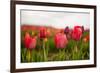 Flowers Fields in Holland with Colorful Tulips-Ivonnewierink-Framed Photographic Print