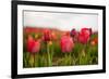 Flowers Fields in Holland with Colorful Tulips-Ivonnewierink-Framed Photographic Print