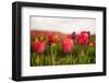 Flowers Fields in Holland with Colorful Tulips-Ivonnewierink-Framed Photographic Print