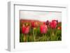 Flowers Fields in Holland with Colorful Tulips-Ivonnewierink-Framed Photographic Print