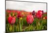 Flowers Fields in Holland with Colorful Tulips-Ivonnewierink-Mounted Photographic Print