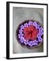 Flowers Floating in Bowl of Water-Douglas Peebles-Framed Photographic Print