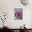 Flowers Floating in Bowl of Water-Douglas Peebles-Mounted Photographic Print displayed on a wall