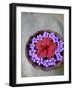 Flowers Floating in Bowl of Water-Douglas Peebles-Framed Photographic Print