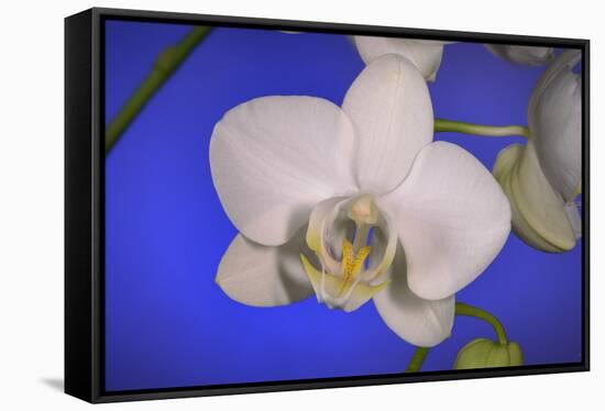 flowers, floral-Gordon Semmens-Framed Stretched Canvas