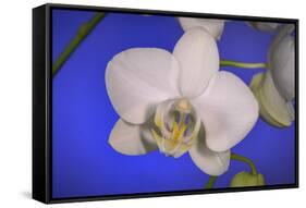 flowers, floral-Gordon Semmens-Framed Stretched Canvas