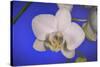 flowers, floral-Gordon Semmens-Stretched Canvas