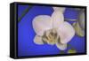 flowers, floral-Gordon Semmens-Framed Stretched Canvas