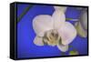 flowers, floral-Gordon Semmens-Framed Stretched Canvas