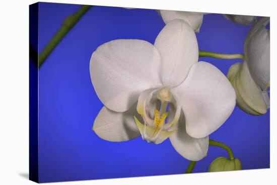 flowers, floral-Gordon Semmens-Stretched Canvas