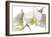 flowers, floral-Gordon Semmens-Framed Photographic Print