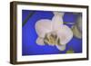 flowers, floral-Gordon Semmens-Framed Photographic Print