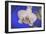 flowers, floral-Gordon Semmens-Framed Photographic Print