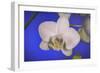 flowers, floral-Gordon Semmens-Framed Photographic Print