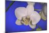 flowers, floral-Gordon Semmens-Mounted Photographic Print