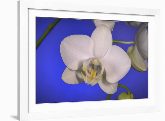 flowers, floral-Gordon Semmens-Framed Photographic Print