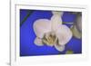 flowers, floral-Gordon Semmens-Framed Photographic Print