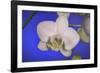 flowers, floral-Gordon Semmens-Framed Photographic Print