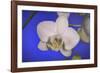 flowers, floral-Gordon Semmens-Framed Photographic Print