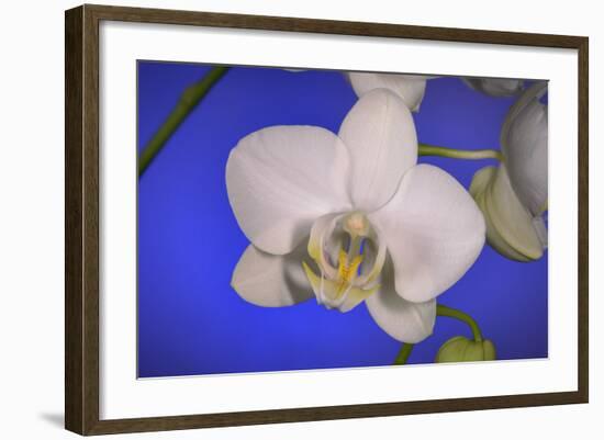 flowers, floral-Gordon Semmens-Framed Photographic Print