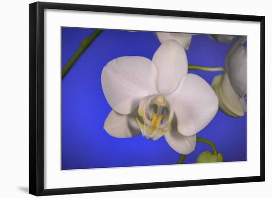 flowers, floral-Gordon Semmens-Framed Photographic Print