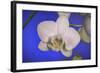 flowers, floral-Gordon Semmens-Framed Photographic Print