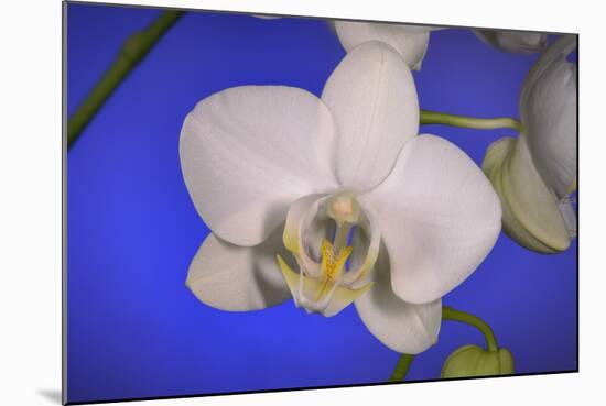 flowers, floral-Gordon Semmens-Mounted Photographic Print