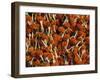 Flowers for Diwali (Festival of Lights), Calcutta, West Bengal State, India, Asia-Gavin Hellier-Framed Photographic Print