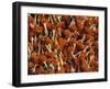 Flowers for Diwali (Festival of Lights), Calcutta, West Bengal State, India, Asia-Gavin Hellier-Framed Photographic Print