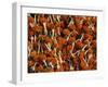 Flowers for Diwali (Festival of Lights), Calcutta, West Bengal State, India, Asia-Gavin Hellier-Framed Photographic Print