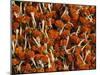 Flowers for Diwali (Festival of Lights), Calcutta, West Bengal State, India, Asia-Gavin Hellier-Mounted Photographic Print