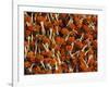 Flowers for Diwali (Festival of Lights), Calcutta, West Bengal State, India, Asia-Gavin Hellier-Framed Photographic Print