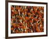 Flowers for Diwali (Festival of Lights), Calcutta, West Bengal State, India, Asia-Gavin Hellier-Framed Photographic Print