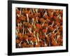 Flowers for Diwali (Festival of Lights), Calcutta, West Bengal State, India, Asia-Gavin Hellier-Framed Photographic Print