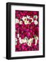 Flowers for offering at a Hindu temple, New Delhi, India, Asia-Matthew Williams-Ellis-Framed Photographic Print