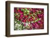 Flowers for Sale at Hsipaw (Thibaw) Market, Shan State, Myanmar (Burma), Asia-Matthew Williams-Ellis-Framed Photographic Print