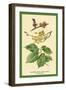 Flowers, Fruits and Leaves of the Elm-W.h.j. Boot-Framed Art Print