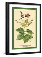 Flowers, Fruits and Leaves of the Elm-W.h.j. Boot-Framed Art Print