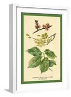 Flowers, Fruits and Leaves of the Elm-W.h.j. Boot-Framed Art Print