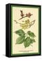 Flowers, Fruits and Leaves of the Elm-W.h.j. Boot-Framed Stretched Canvas